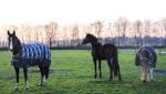 Herbstidylle - unsere Pferde kommen bei Wind und Wetter raus